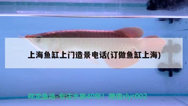 上海鱼缸上门造景电话(订做鱼缸上海)