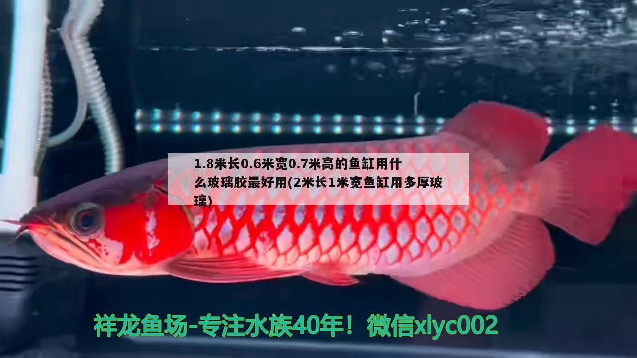 1.8米长0.6米宽0.7米高的鱼缸用什么玻璃胶最好用(2米长1米宽鱼缸用多厚玻璃) 白子球鲨鱼