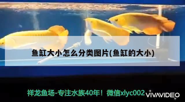 鱼缸大小怎么分类图片(鱼缸的大小) 广州水族器材滤材批发市场