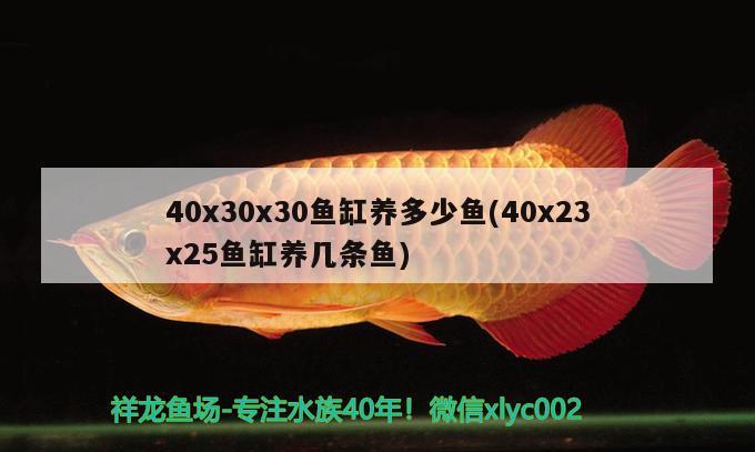 40x30x30鱼缸养多少鱼(40x23x25鱼缸养几条鱼)
