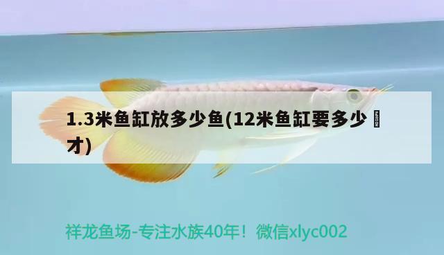 1.3米鱼缸放多少鱼(12米鱼缸要多少淲才)