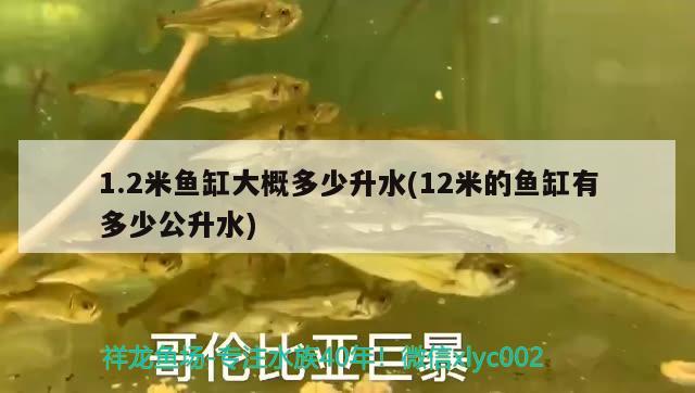 1.2米鱼缸大概多少升水(12米的鱼缸有多少公升水) 大湖红龙鱼