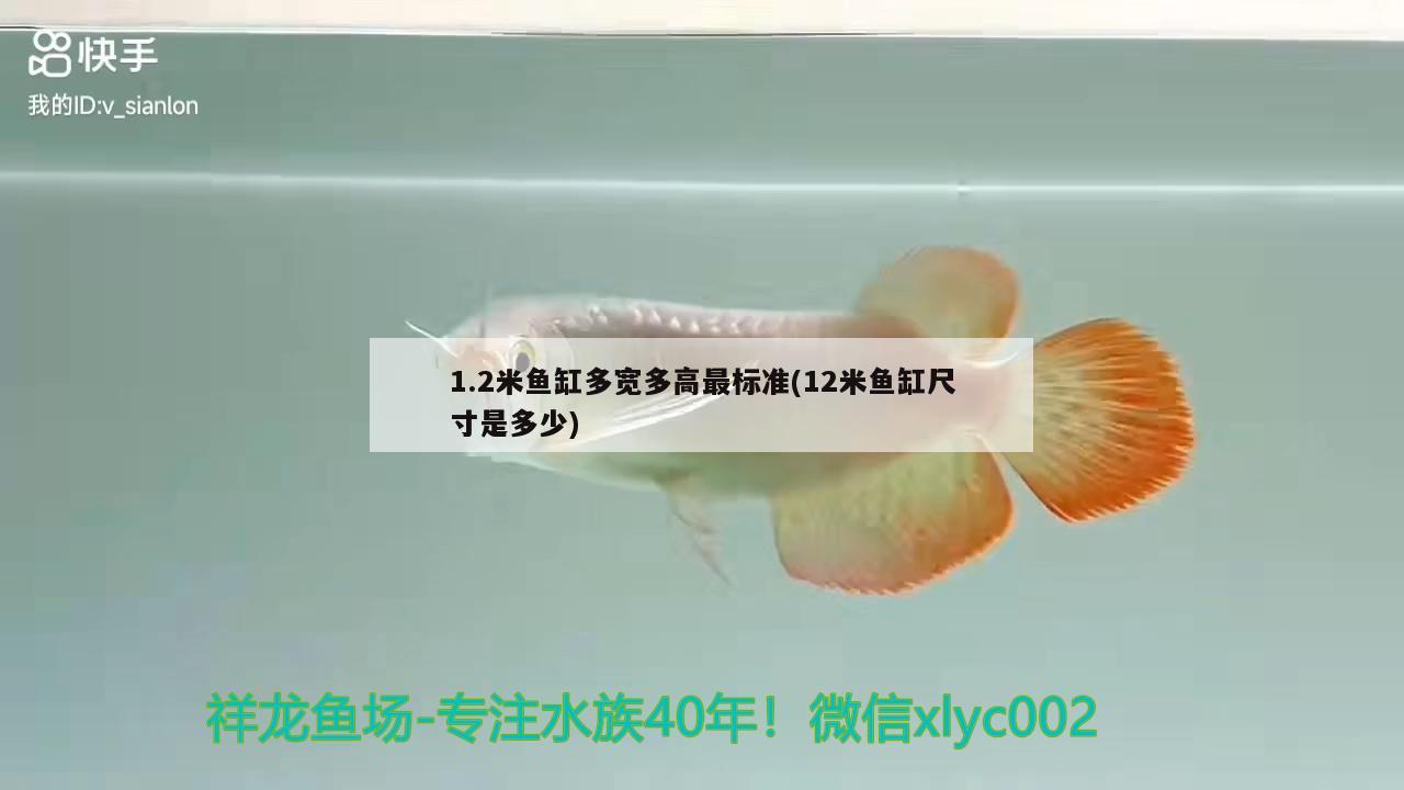 1.2米鱼缸多宽多高最标准(12米鱼缸尺寸是多少)