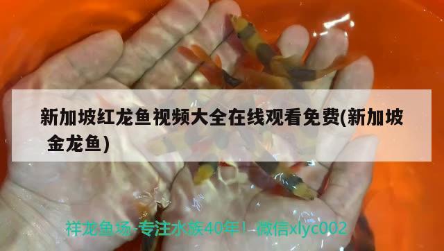新加坡红龙鱼视频大全在线观看免费(新加坡金龙鱼)