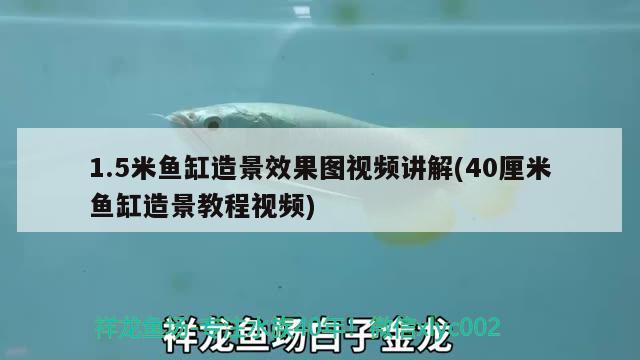 1.5米鱼缸造景效果图视频讲解(40厘米鱼缸造景教程视频)