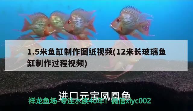 1.5米鱼缸制作图纸视频(12米长玻璃鱼缸制作过程视频) 非洲金鼓鱼