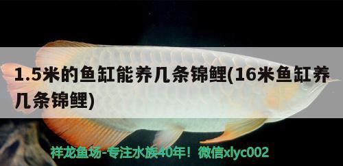 1.5米的鱼缸能养几条锦鲤(16米鱼缸养几条锦鲤) 野生埃及神仙鱼