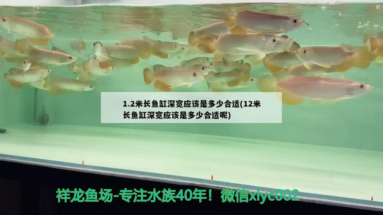 1.2米长鱼缸深宽应该是多少合适(12米长鱼缸深宽应该是多少合适呢)
