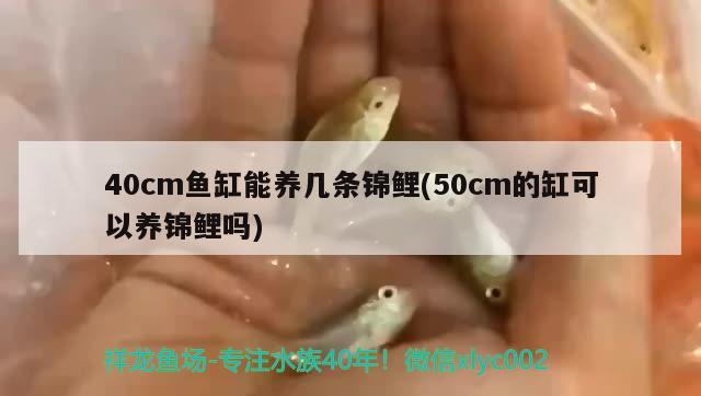 40cm鱼缸能养几条锦鲤(50cm的缸可以养锦鲤吗)