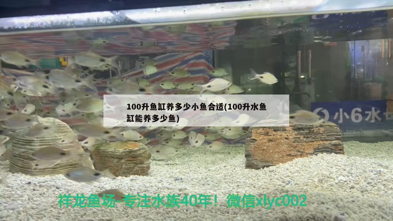 100升鱼缸养多少小鱼合适(100升水鱼缸能养多少鱼) 超血红龙鱼 第3张