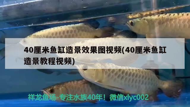 40厘米鱼缸造景效果图视频(40厘米鱼缸造景教程视频) 一眉道人鱼苗