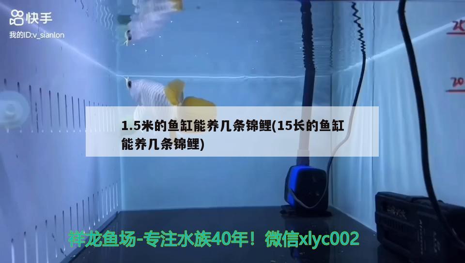 1.5米的鱼缸能养几条锦鲤(15长的鱼缸能养几条锦鲤) 广州龙鱼批发市场