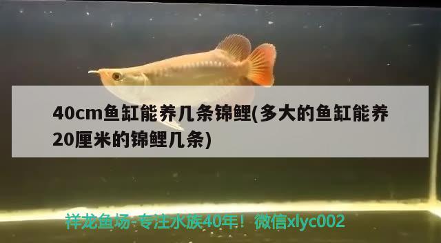 40cm鱼缸能养几条锦鲤(多大的鱼缸能养20厘米的锦鲤几条) 金三间鱼