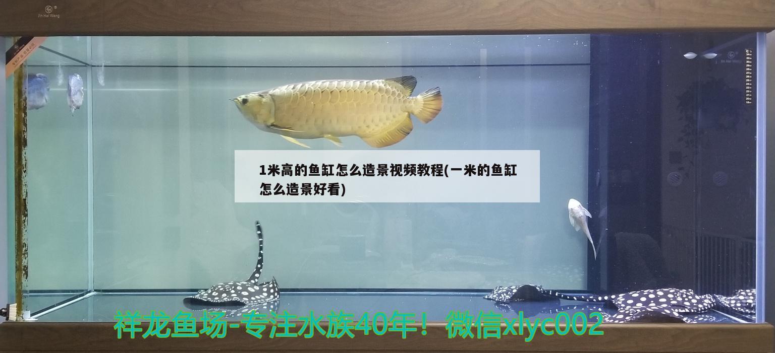 1米高的鱼缸怎么造景视频教程(一米的鱼缸怎么造景好看)