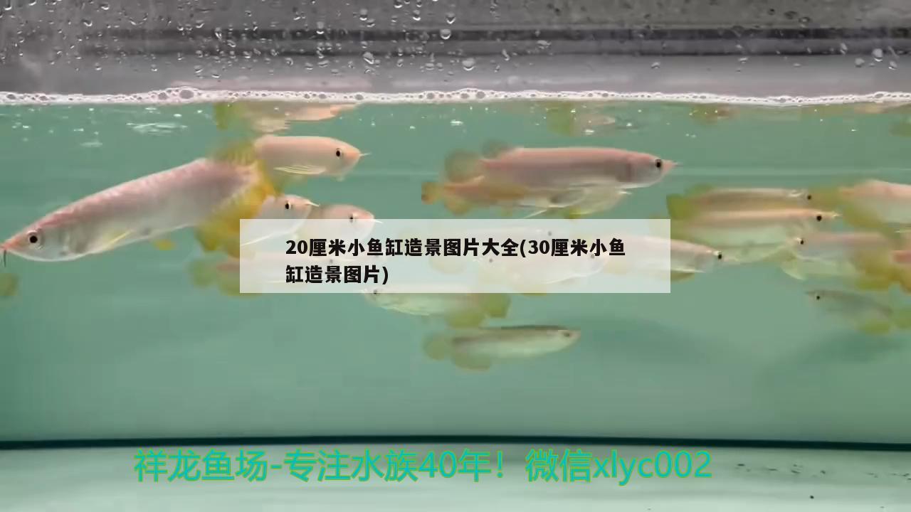 20厘米小鱼缸造景图片大全(30厘米小鱼缸造景图片)