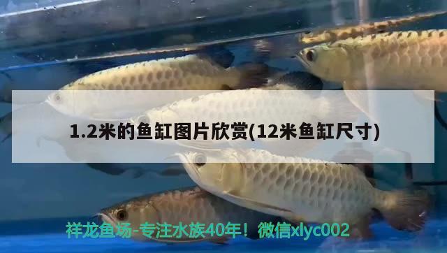 1.2米的鱼缸图片欣赏(12米鱼缸尺寸) 福魟魟鱼
