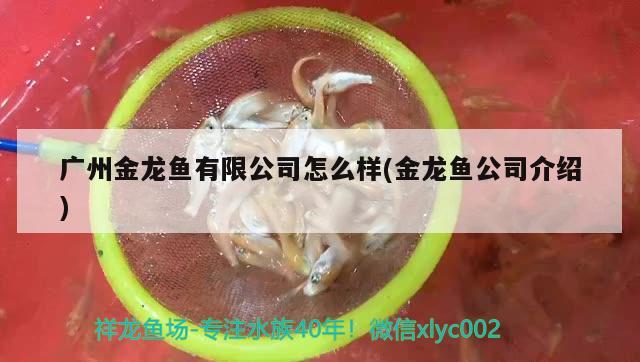 广州金龙鱼有限公司怎么样(金龙鱼公司介绍) 红龙福龙鱼
