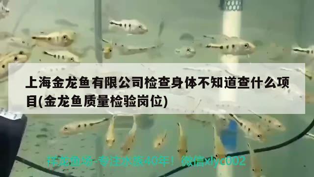 上海金龙鱼有限公司检查身体不知道查什么项目(金龙鱼质量检验岗位)