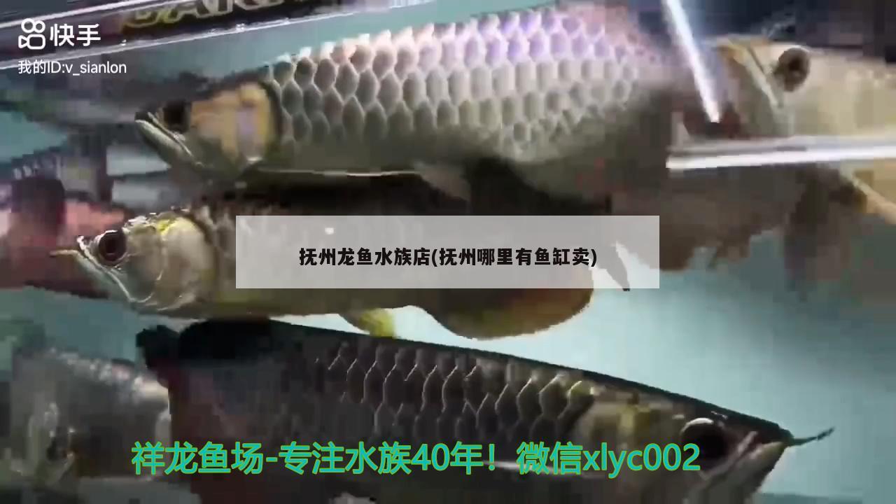 抚州龙鱼水族店(抚州哪里有鱼缸卖)