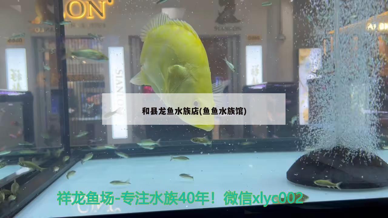 和县龙鱼水族店(鱼鱼水族馆)