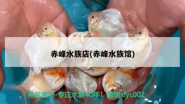 赤峰水族店(赤峰水族馆) 赛级红龙鱼
