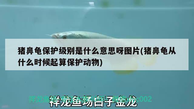 猪鼻龟保护级别是什么意思呀图片(猪鼻龟从什么时候起算保护动物) 猪鼻龟