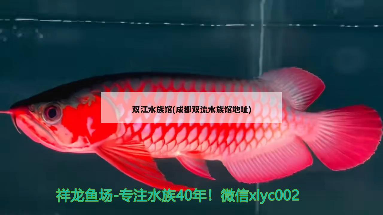 双江水族馆(成都双流水族馆地址) 七纹巨鲤鱼