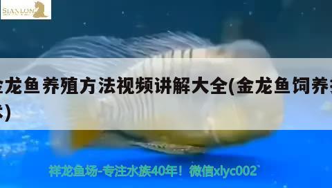 金龙鱼养殖方法视频讲解大全(金龙鱼饲养技术) 观赏鱼市场（混养鱼）