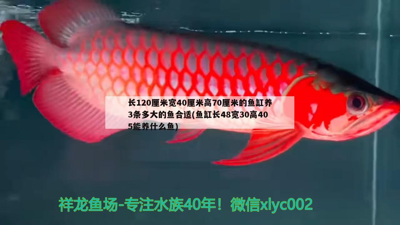 长120厘米宽40厘米高70厘米的鱼缸养3条多大的鱼合适(鱼缸长48宽30高405能养什么鱼)