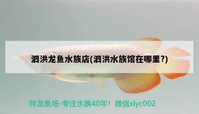 泗洪龙鱼水族店(泗洪水族馆在哪里?) 稀有金龙鱼
