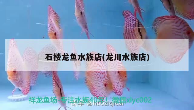 石楼龙鱼水族店(龙川水族店) 观赏鱼