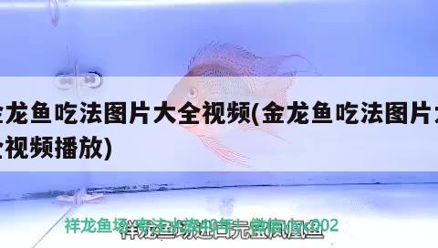金龙鱼吃法图片大全视频(金龙鱼吃法图片大全视频播放) 广州龙鱼批发市场