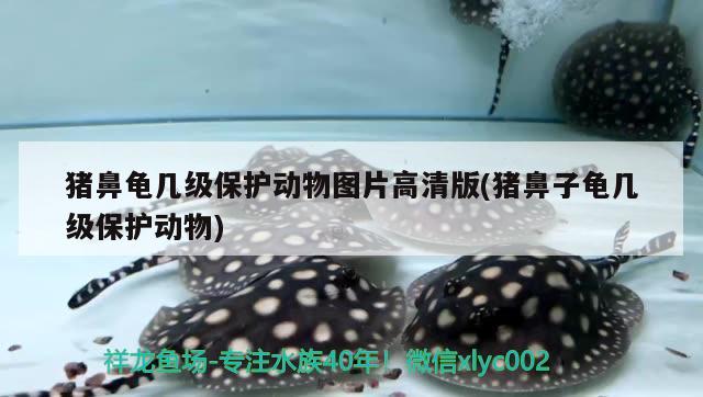 猪鼻龟几级保护动物图片高清版(猪鼻子龟几级保护动物) 猪鼻龟