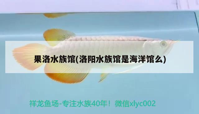 果洛水族馆(洛阳水族馆是海洋馆么) 三色锦鲤鱼