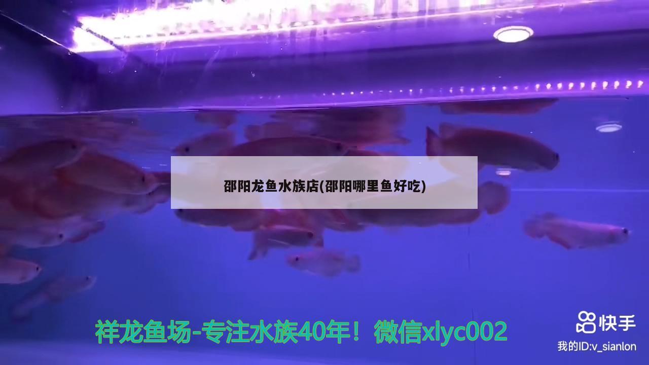 邵阳龙鱼水族店(邵阳哪里鱼好吃) 黄金斑马鱼