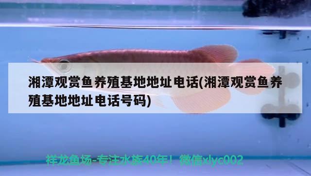 湘潭观赏鱼养殖地址电话(湘潭观赏鱼养殖地址电话号码) 黄金达摩鱼