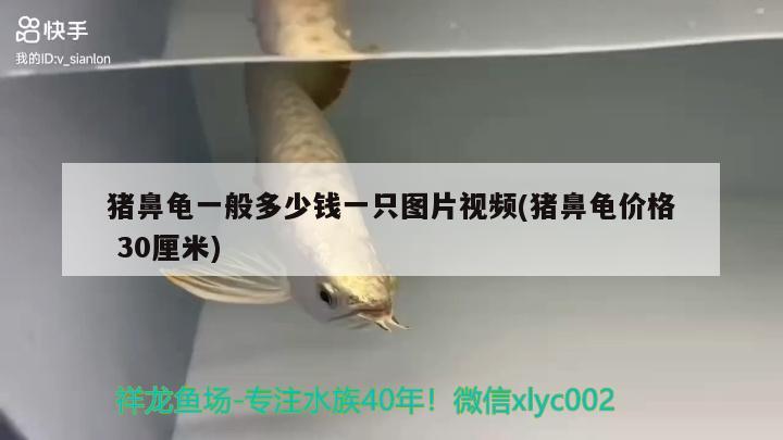 猪鼻龟一般多少钱一只图片视频(猪鼻龟价格30厘米) 猪鼻龟