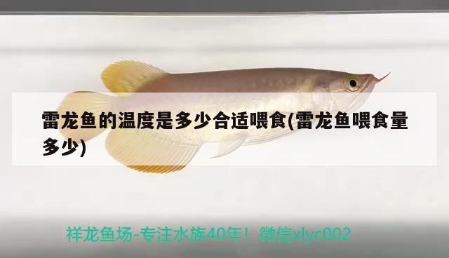 雷龙鱼的温度是多少合适喂食(雷龙鱼喂食量多少) 玫瑰银版鱼
