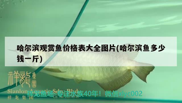 哈尔滨观赏鱼价格表大全图片(哈尔滨鱼多少钱一斤)