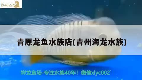 青原龙鱼水族店(青州海龙水族) 黑白双星鱼