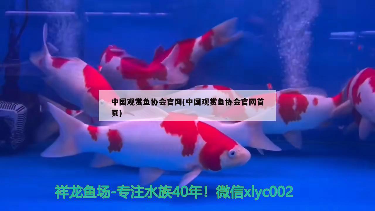 中国观赏鱼协会官网(中国观赏鱼协会官网首页)