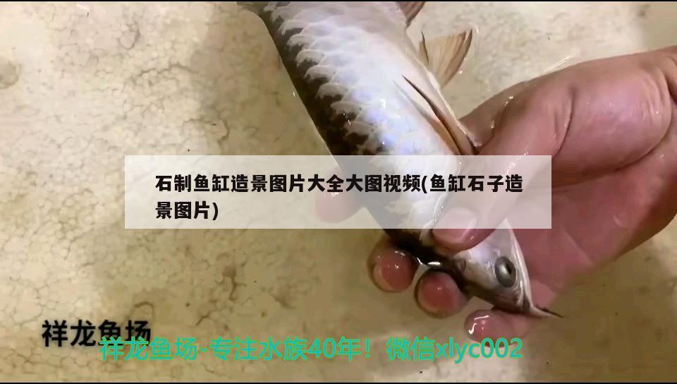石制鱼缸造景图片大全大图视频(鱼缸石子造景图片) 黄金达摩鱼