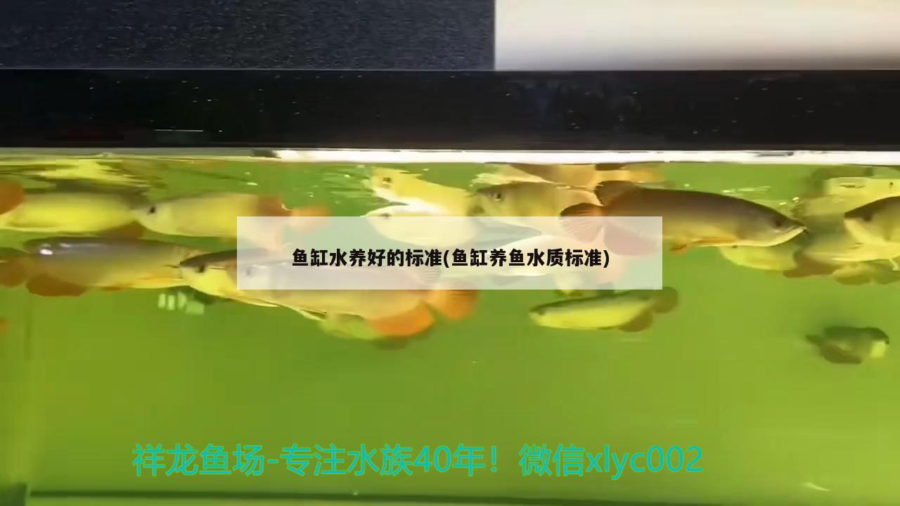 鱼缸水养好的标准(鱼缸养鱼水质标准)