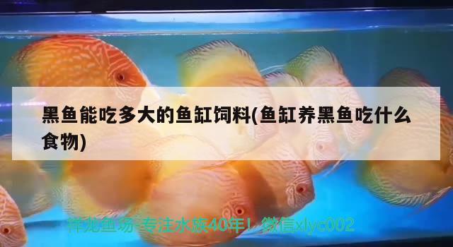 黑鱼能吃多大的鱼缸饲料(鱼缸养黑鱼吃什么食物) 红白锦鲤鱼