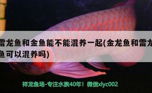 雷龙鱼和金鱼能不能混养一起(金龙鱼和雷龙鱼可以混养吗) 雪龙鱼