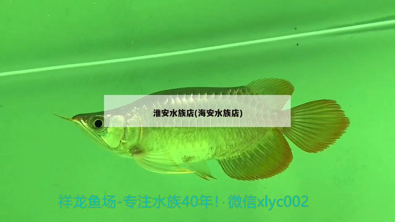 淮安水族店(海安水族店) 白子黄化银龙鱼