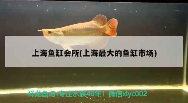上海鱼缸会所(上海最大的鱼缸市场)
