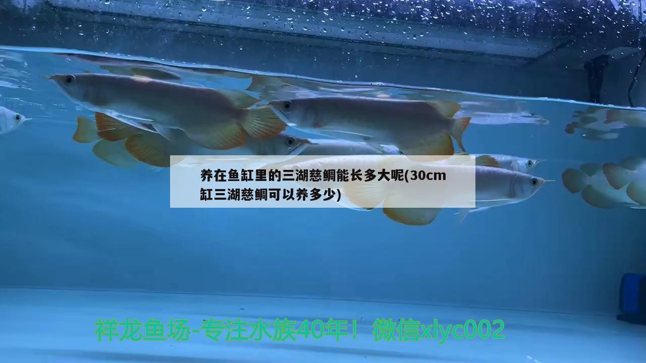 养在鱼缸里的三湖慈鲷能长多大呢(30cm缸三湖慈鲷可以养多少)