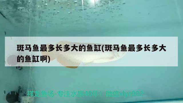 斑马鱼最多长多大的鱼缸(斑马鱼最多长多大的鱼缸啊)