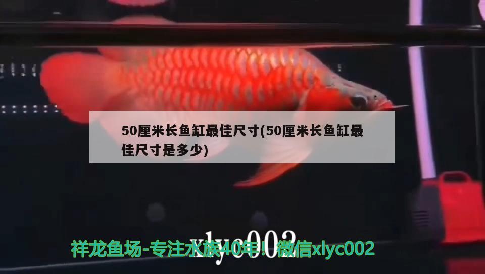 50厘米长鱼缸最佳尺寸(50厘米长鱼缸最佳尺寸是多少) 超血红龙鱼